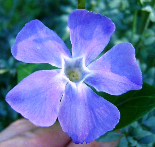 condominio - Vinca major